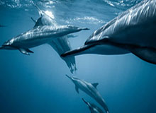 足球新闻-克劳奇：马内和萨拉赫只是同事 他俩用不着当朋友